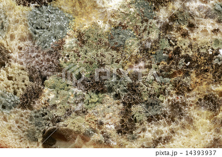 Bread Mold 14393937