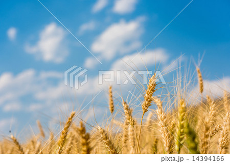 Barley Fields and blue sky 14394166