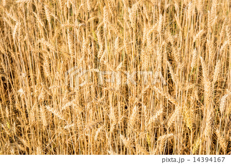 Barley Fields 14394167