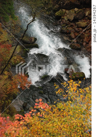 渓流･紅葉（竜頭ノ橋／栃木県日光市） 14394267