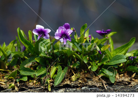 小さい花すみれ 14394273