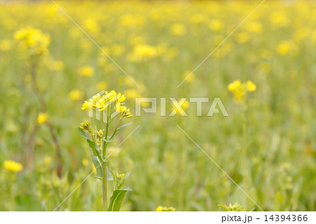 春眩しい菜の花 14394366