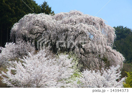 サクラ 14394373