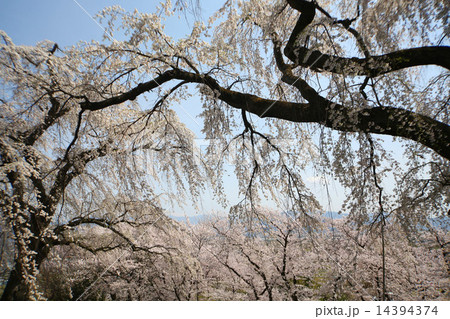 サクラ 14394374