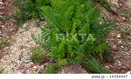 ニンジン(人参) ニンジン(人参) 14394447