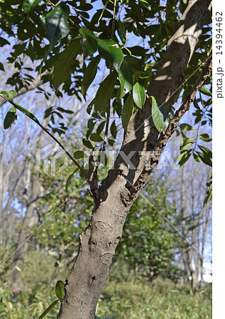 ヒサカキ（柃） 14394462