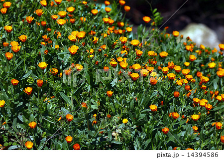 カレンデュラ(キンセンカ)冬しらず カレンデュラ(キンセンカ)冬しらず 14394586