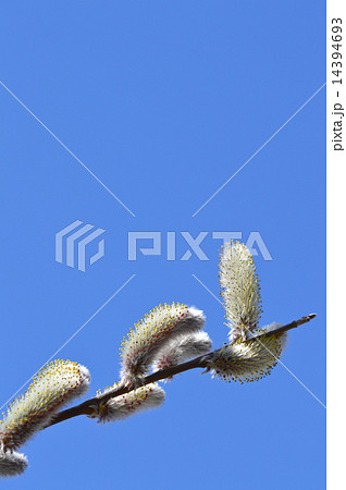 ネコヤナギ（猫柳） 14394693