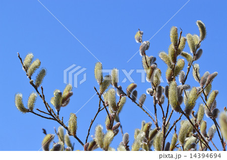 ネコヤナギ(猫柳) ネコヤナギ(猫柳) 14394694