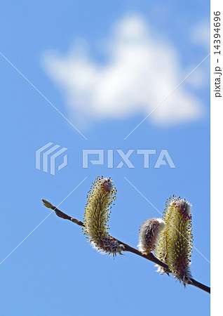 ネコヤナギ（猫柳） 14394696