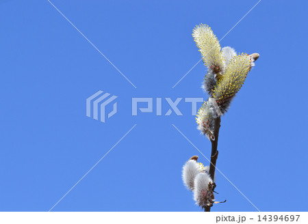 ネコヤナギ（猫柳） 14394697