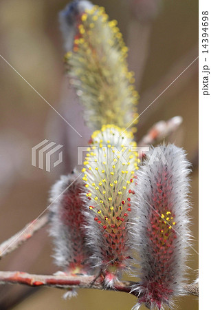 ネコヤナギ（猫柳） 14394698