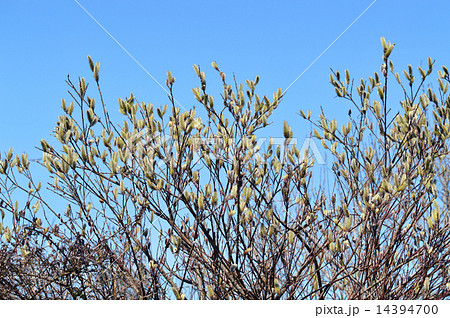 ネコヤナギ（猫柳） 14394700