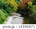 静かな紅葉 14394871