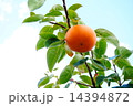 柿の季節 14394872