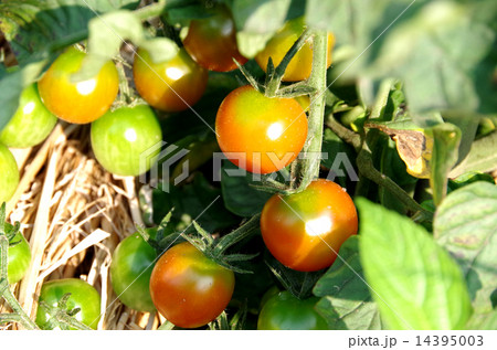 プチトマト 14395003