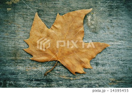autumn leaf on a weathered wooden background 14395455