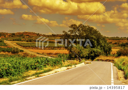 landscape with vineyards and a secondary road in a mediterranean 14395817