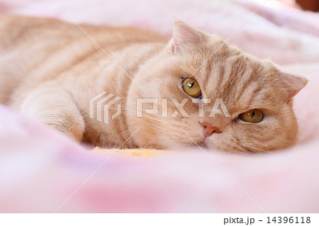 寝そべる猫 14396118