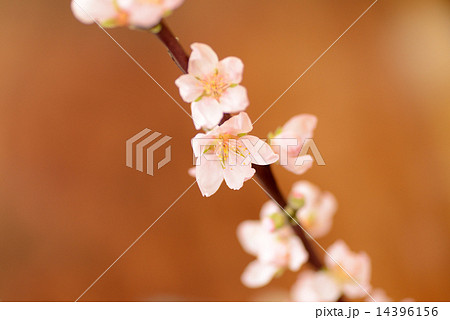 ワッサーの花 ワッサーの花 14396156