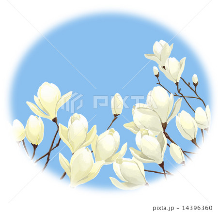 もくれん 14396360