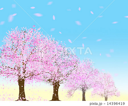 桜並木 桜並木 14396419