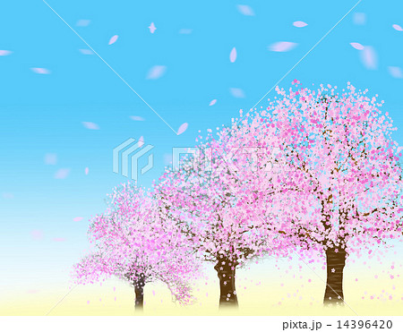 桜並木 桜並木 14396420