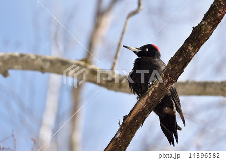 クマゲラ クマゲラ 14396582
