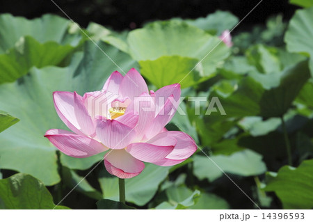 ハス 夏イメージ 14396593