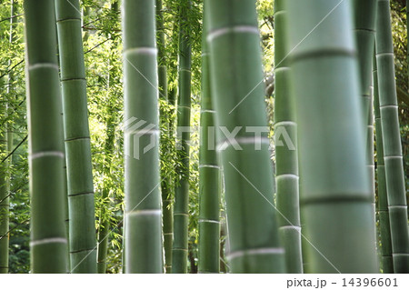 竹林 和風イメージ 14396601