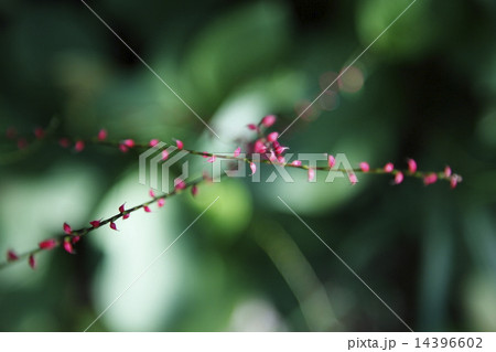 ミズヒキ 和風イメージ ミズヒキ 和風イメージ 14396602