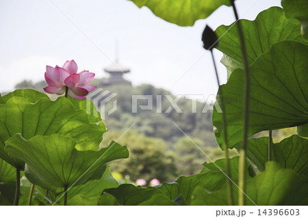 横浜 三渓園 ハス 夏イメージ 14396603