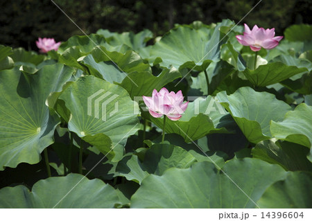 ハス 夏イメージ 14396604