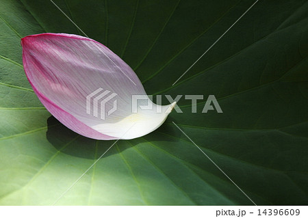 蓮の葉に落ちた花びらの写真素材