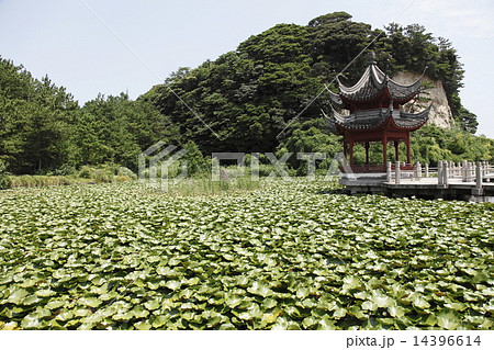 横浜 上海横浜友好園 湖心亭 14396614