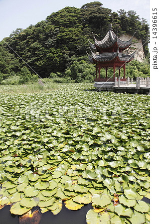 横浜 上海横浜友好園 湖心亭 横浜 上海横浜友好園 湖心亭 14396615