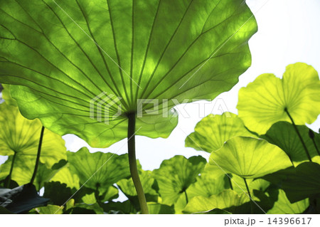ハスの葉 夏イメージ 14396617