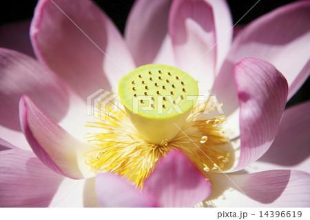 ハスの花 クローズアップ 14396619