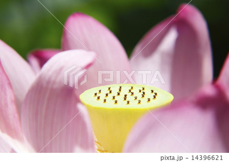 ハスの花 クローズアップ 14396621