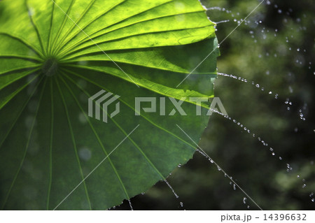 ハスの葉シャワー 夏イメージ ハスの葉シャワー 夏イメージ 14396632
