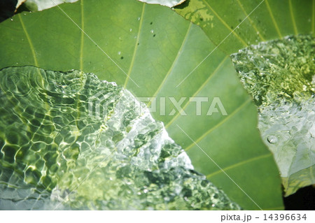 水をはじくハスの葉 夏イメージ 水をはじくハスの葉 夏イメージ 14396634