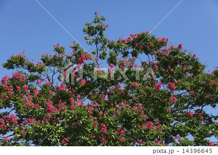 横浜 三渓園 サルスベリ 夏イメージ 14396645