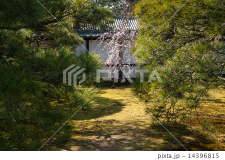 京都御所 14396815