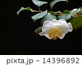 白椿 14396892