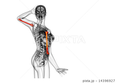 3d render  illustration of the humerus bone 14396927