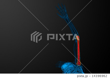 3d render  illustration of the humerus bone 14396962