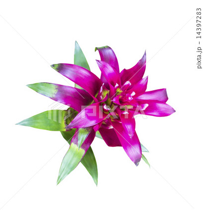 Magenta Aechmes Fasciata Bromeliad 14397283