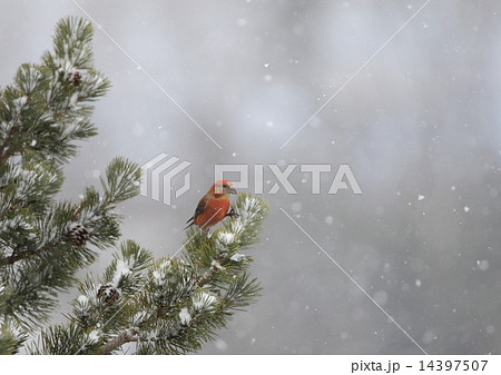 イスカ イスカ 14397507