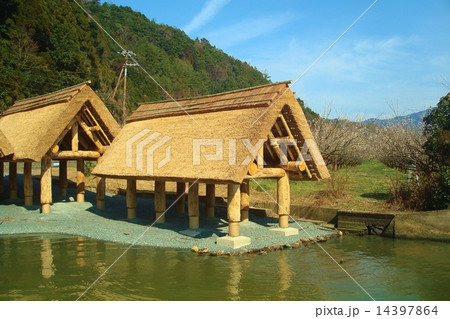 春の若狭　三方湖畔船小屋にて 14397864