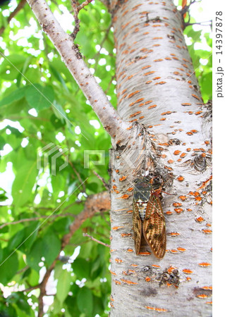 夏を木陰で凌ぐ蝉　Cicada exceed the hot summer in the shade 14397878